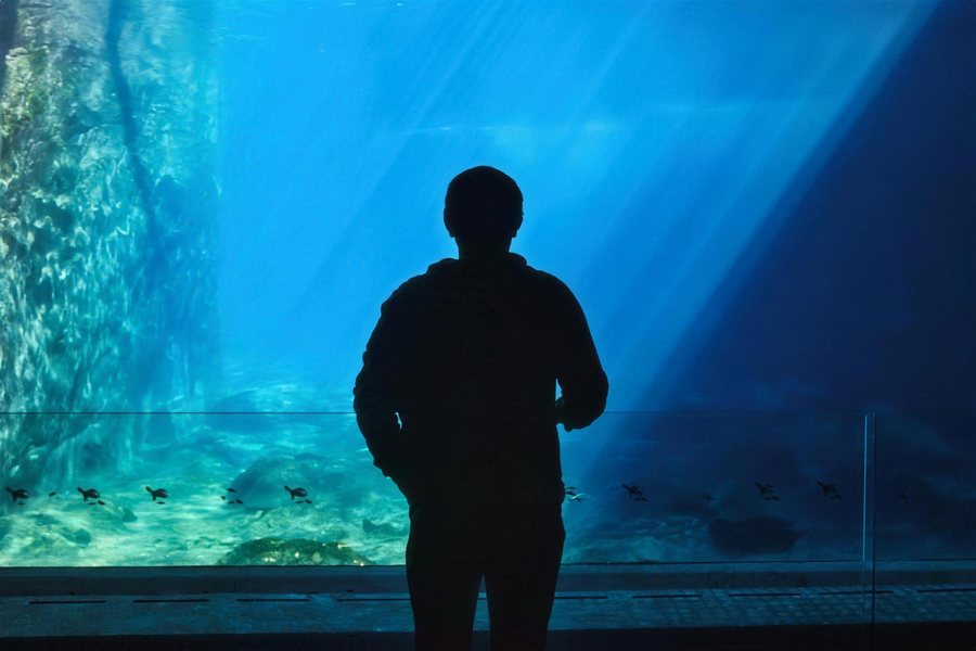 A silhouette standing in front of a huge blue aquarium window