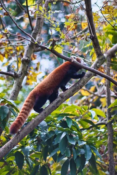 A red panda walking along a branch